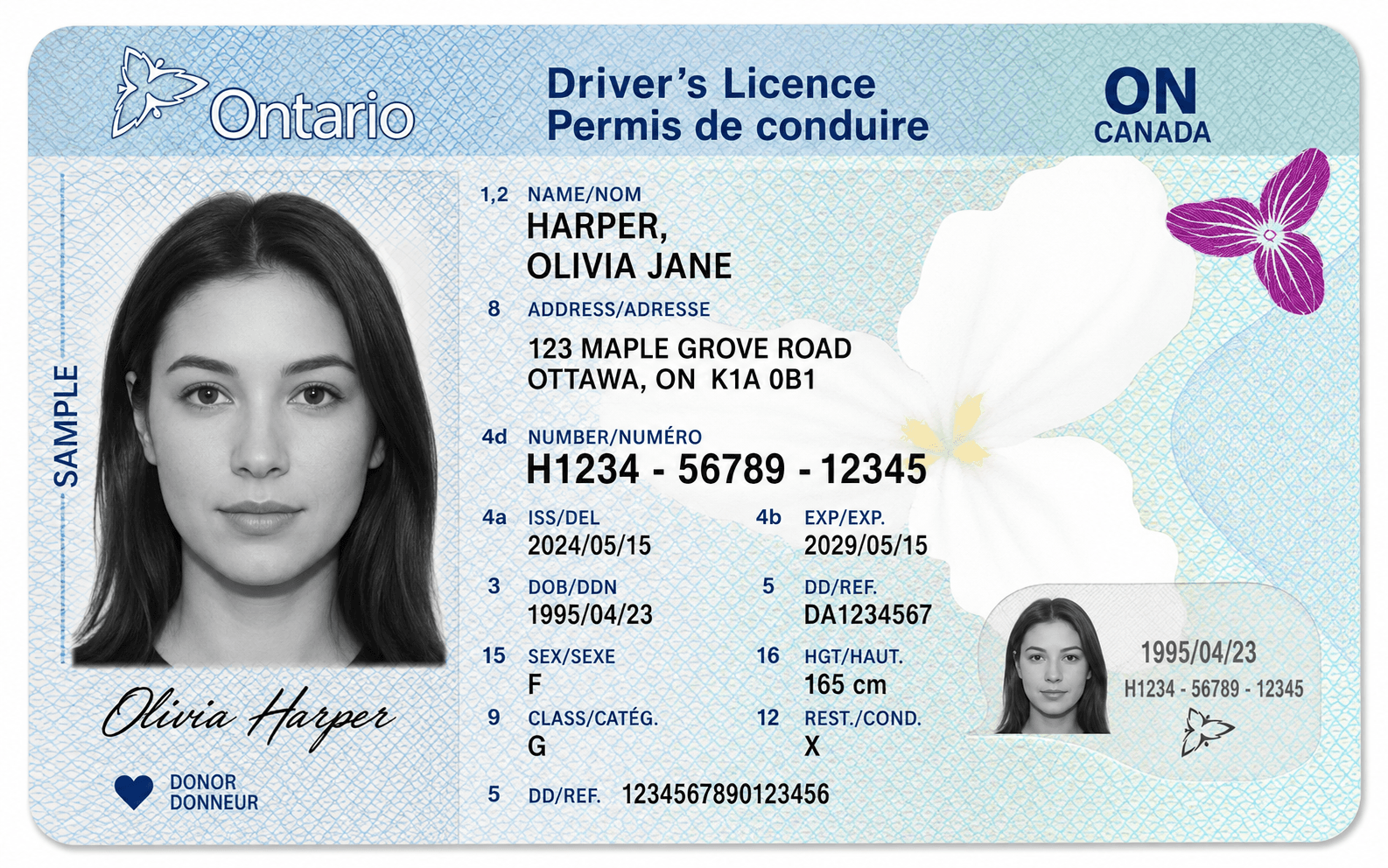 Clearly fictional Ontario-style driver’s license mockup with fake personal information and visible SAMPLE watermark for blog illustration purposes